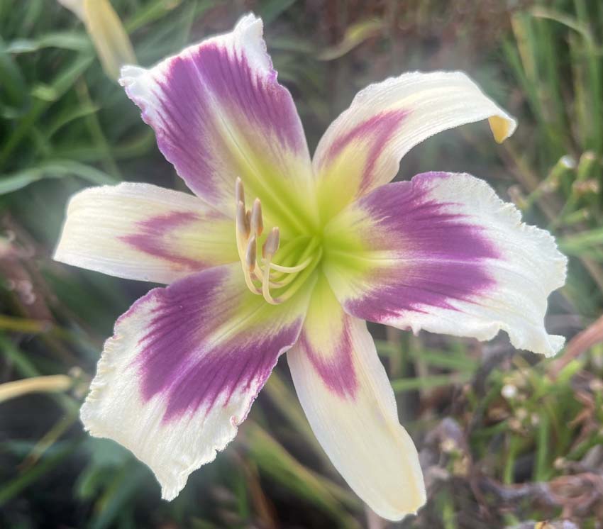Little Cat On The Prairie 